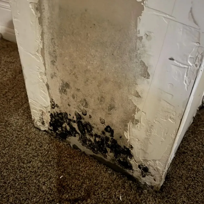Professional Mold Removal in Santa Cruz County, AZ
